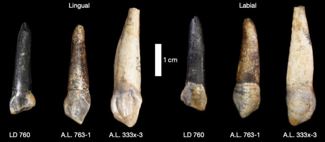 ToothComparison-642x280-1