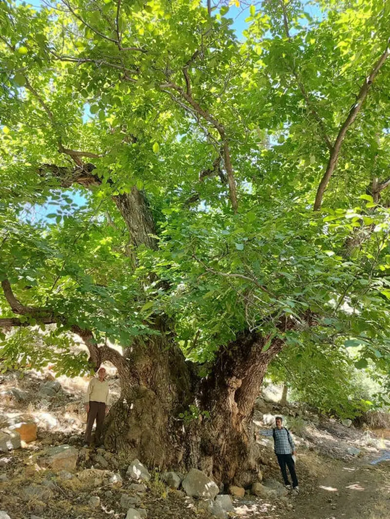 کهن+ترین+درخت