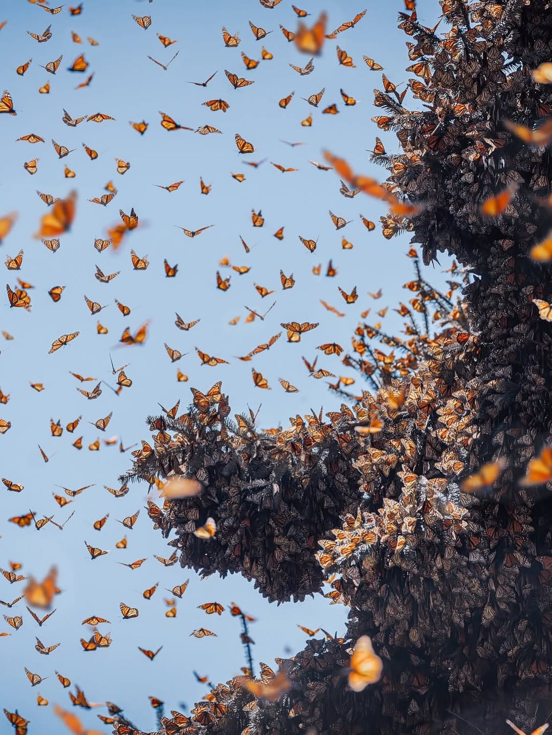 573098098_18552171994044850_7062728047708939155_n