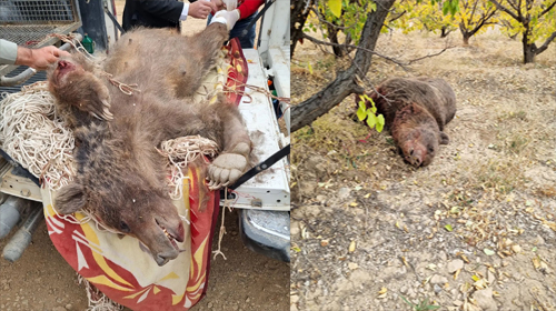 تصاویری از اقدام بی‌رحمانه دو شکارچی علیه خرس‌ها در شاهرود