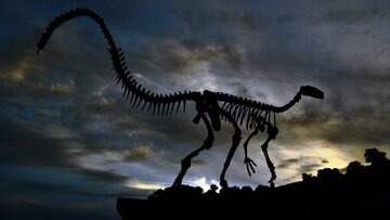 کشف یک گونه تازه دایناسور در برزیل