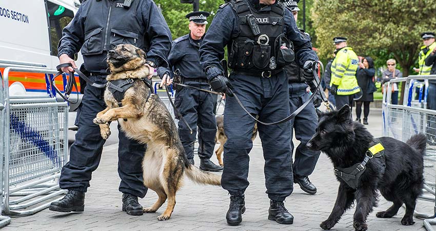 police-guard-dog1