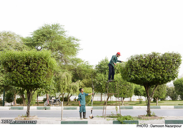 تصویر عجیب از هرس کردن درختان در ایرانشهر