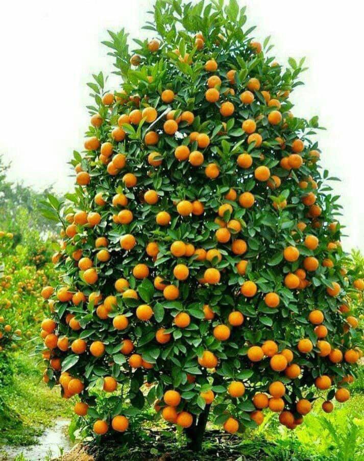 این درخت پرتقال، شبیه درخت کریسمس است