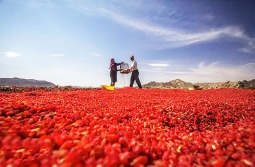 زرشک -