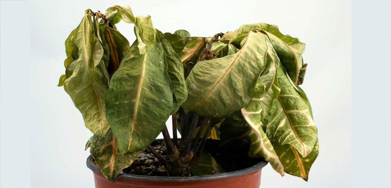 d8b9d984d984-d988-d9bedb8cd8b4daafdb8cd8b1db8c-d8a7d8b2-d8a2d8a8db8cd8a7d8b1db8c-d8a8db8cd8b4-d8a7d8b2-d8add8af-daafdb8cd8a7d987d8a7d986_636fecf508661_11zon