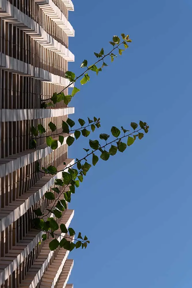 khane-derakht-6