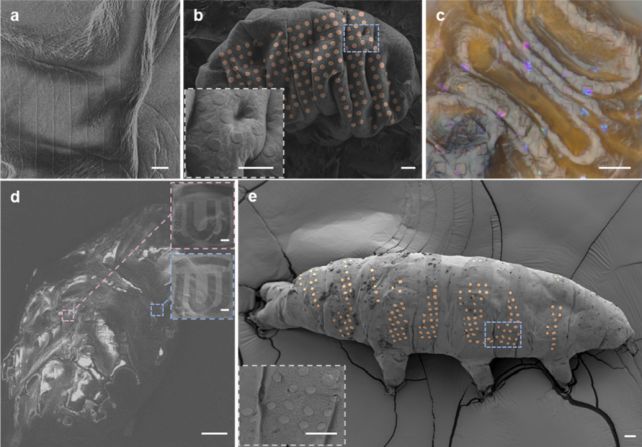 tattooed-tardigrades