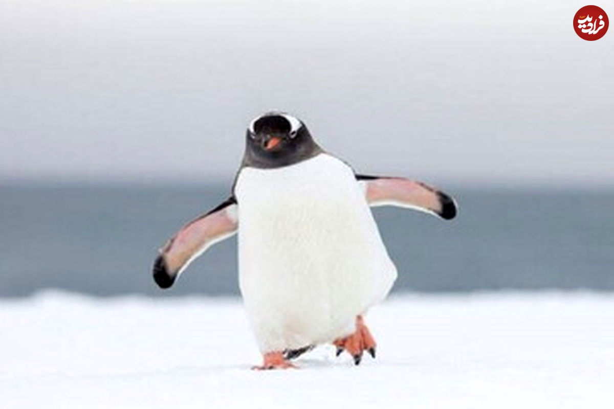 واکنش عجیب و جالب پنگوئن‌ها در مقابل آینه