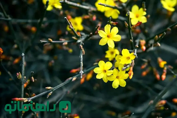 ۸ گل زمستانی که خانه‌تان را گرم می‌کنند