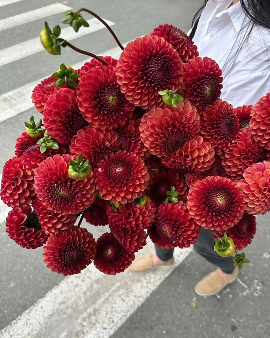 گلی به اسم «کوکب» با زیباییای خیرهکننده