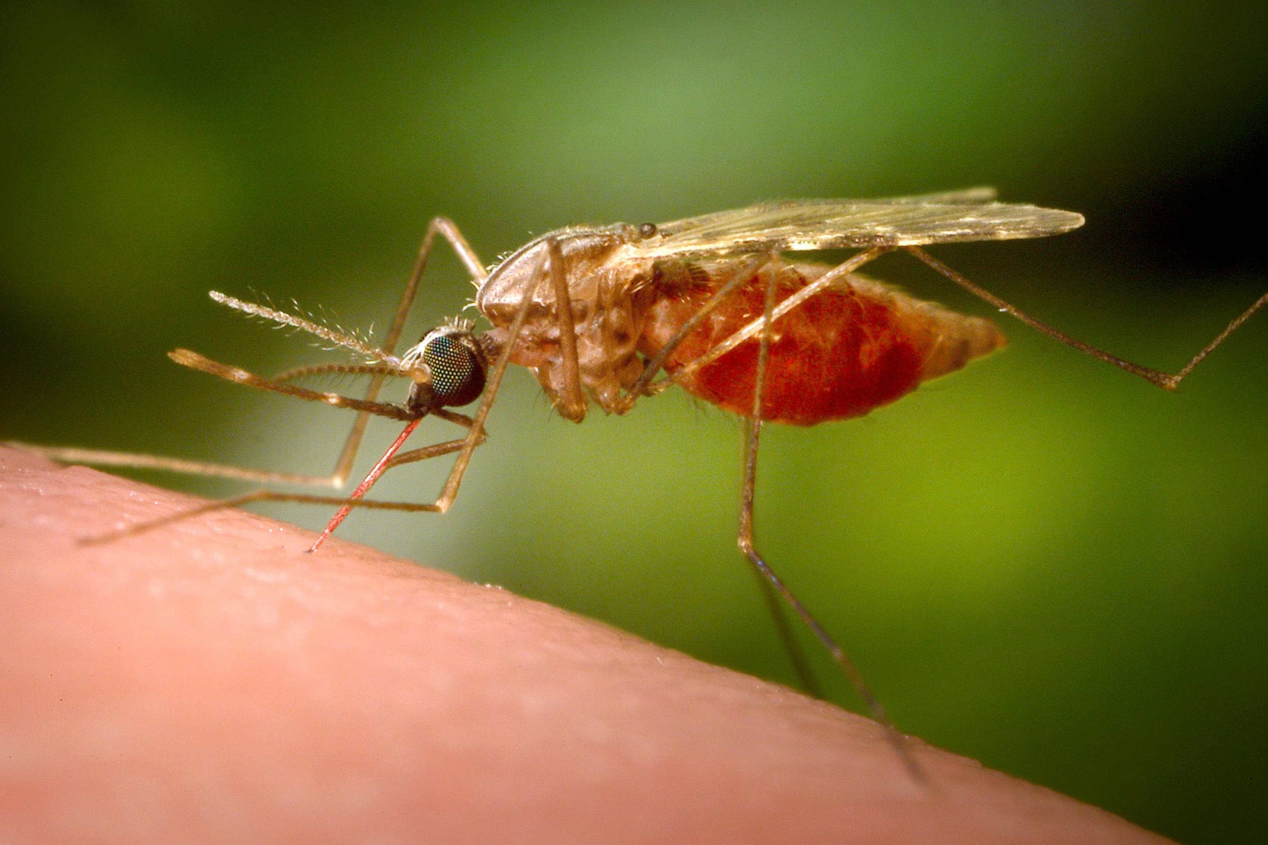 china-chikungunya-25942-1-scaled