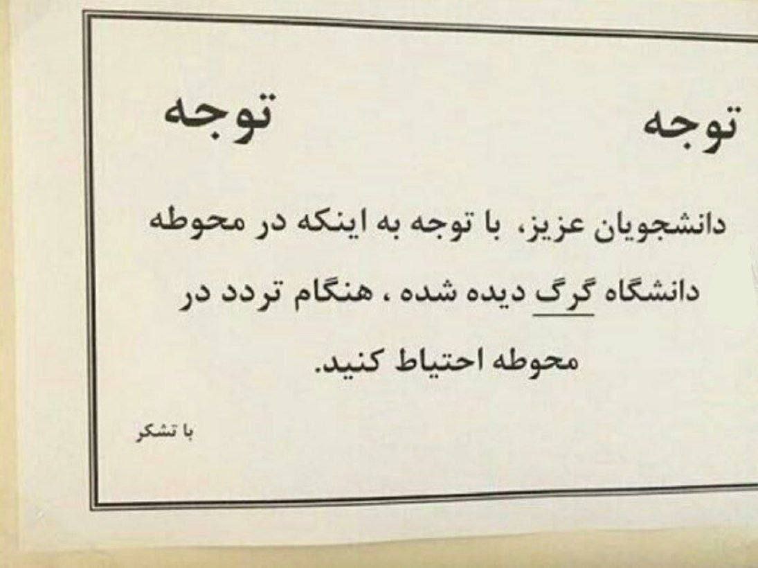 در این مکان از تهران گرگ‌ها تردد می‌کنند؛ احتیاط کنید!