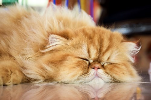 The-cat-sleeps-for-several-hours-7