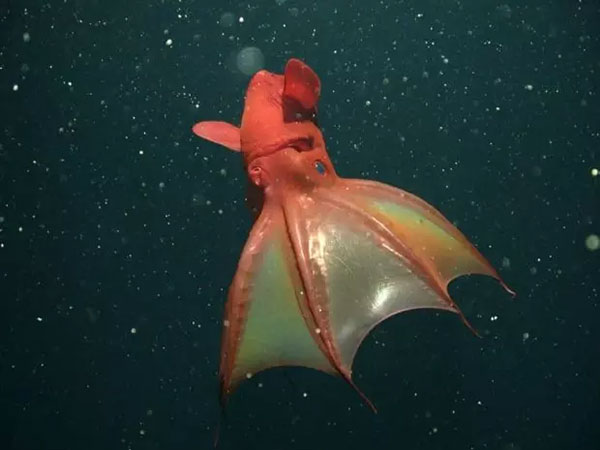 ۱۰ گونه از عجیب‌ترین و ترسناک‌ترین موجودات اعماق دریا