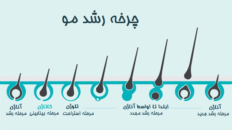 چرخه-رشد-مو