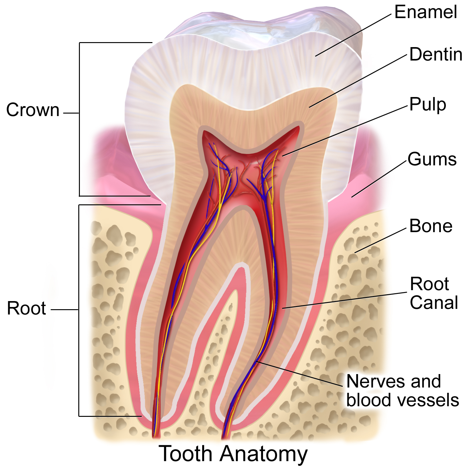 anatomy-of-tooth