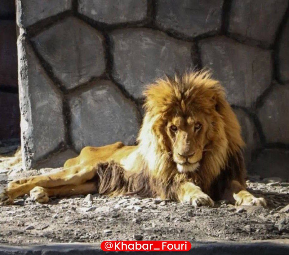  عکس تازه از وضعیت اسفناک شیر باغ وحش مشهد