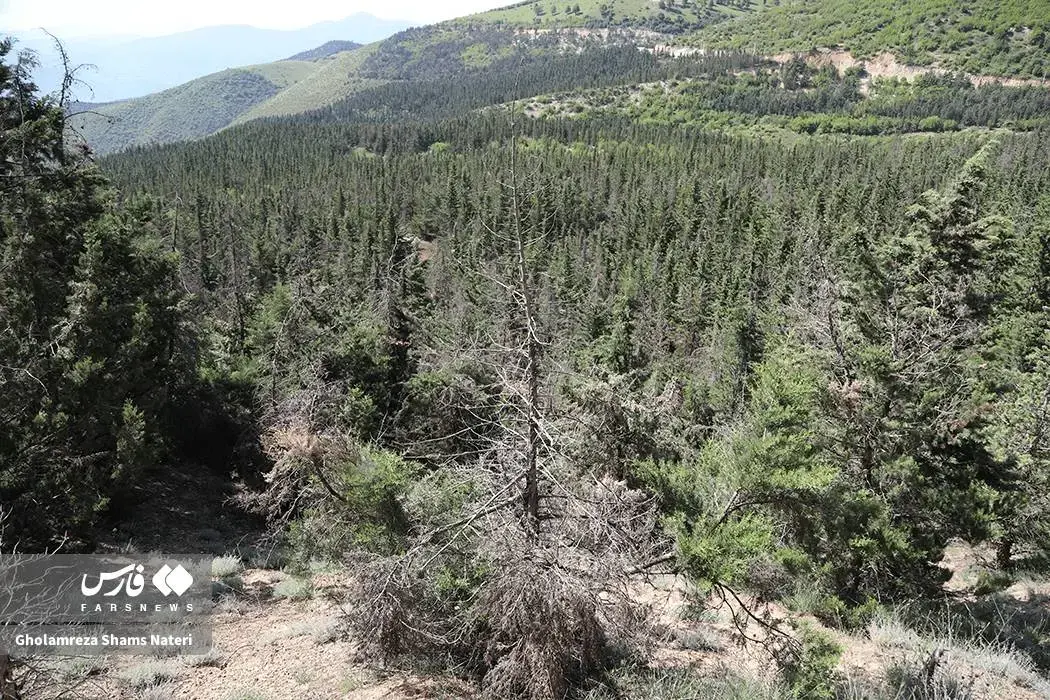 +درخت+زربین (3)