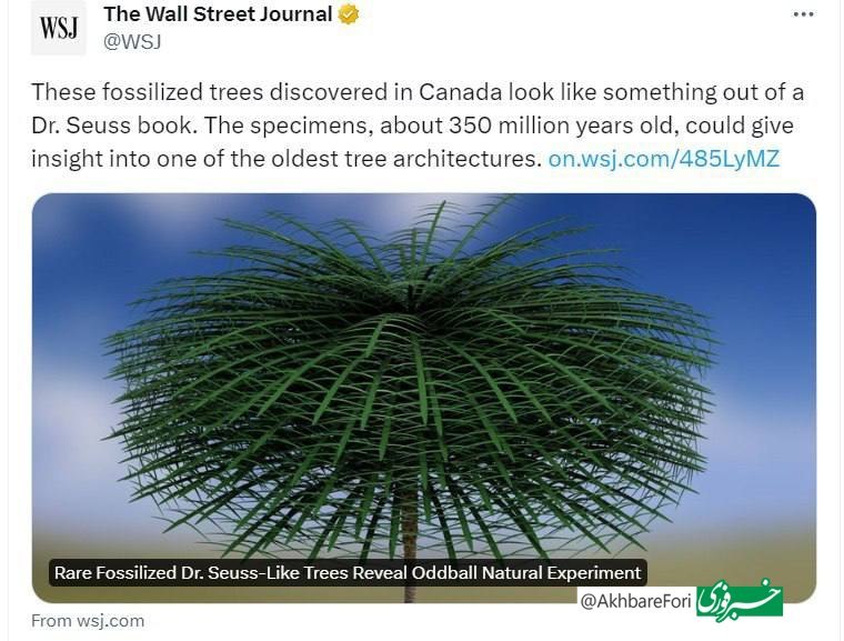 کشف فسیل درخت ۳۵۰ میلیون ساله در کانادا
