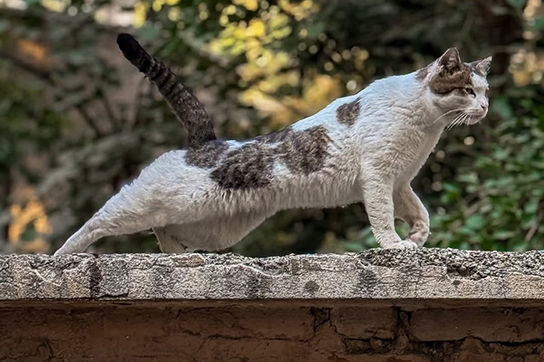 سویت