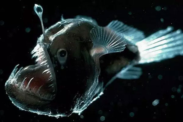 10 گونه از عجیب‌ترین و ترسناک‌ترین موجودات اعماق دریا + عکس 