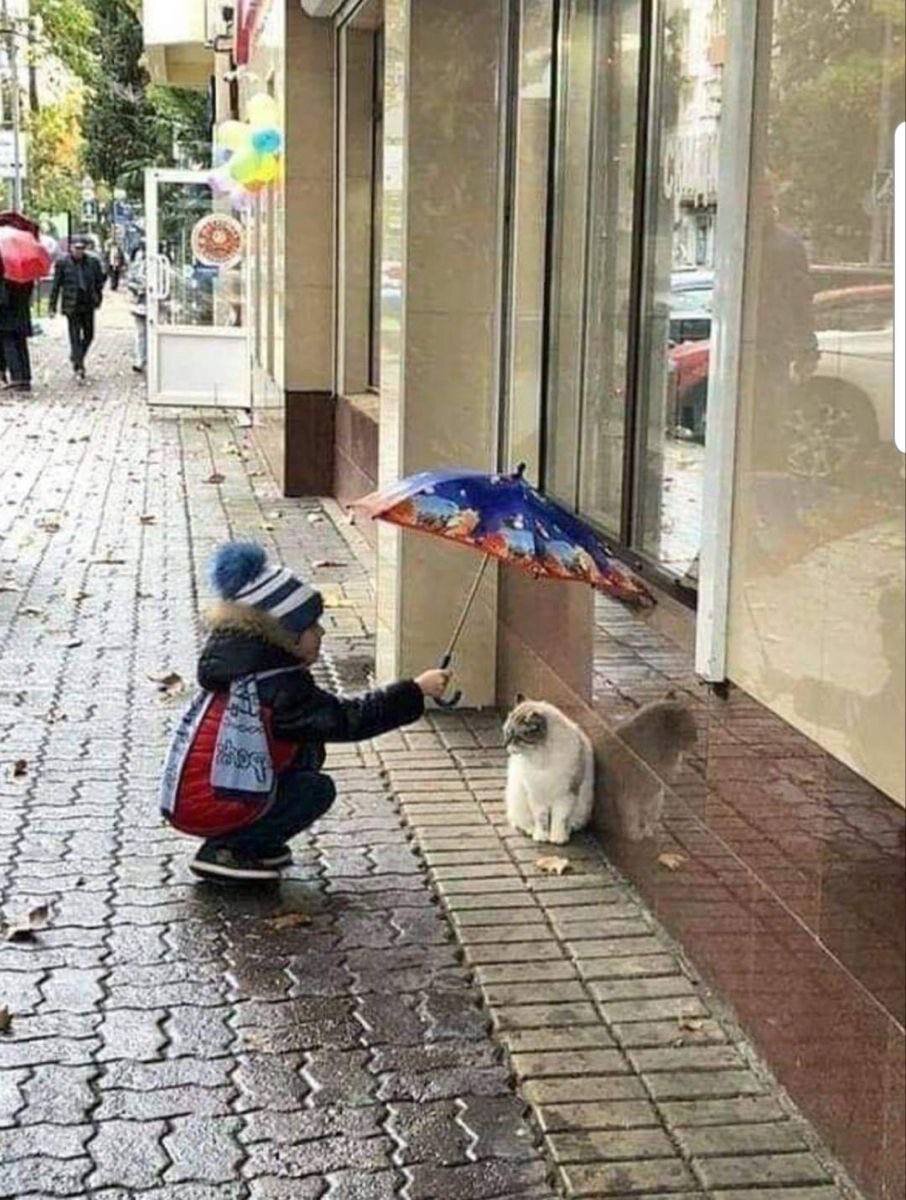 اقدام احساسی یک پسربچه برای گربه زیر باران!