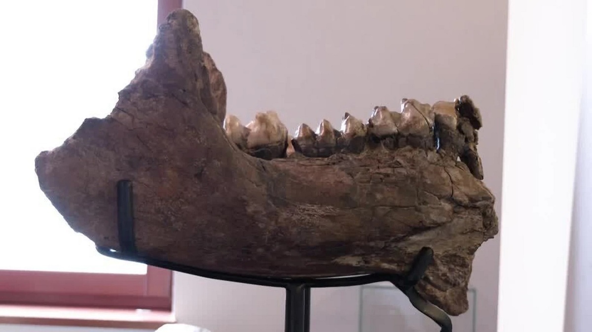 دو دانش‌آموز استخوان‌های فیل ماقبل تاریخ را پیدا کردند