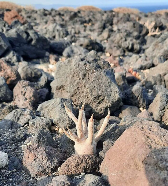 ایران پرسمان