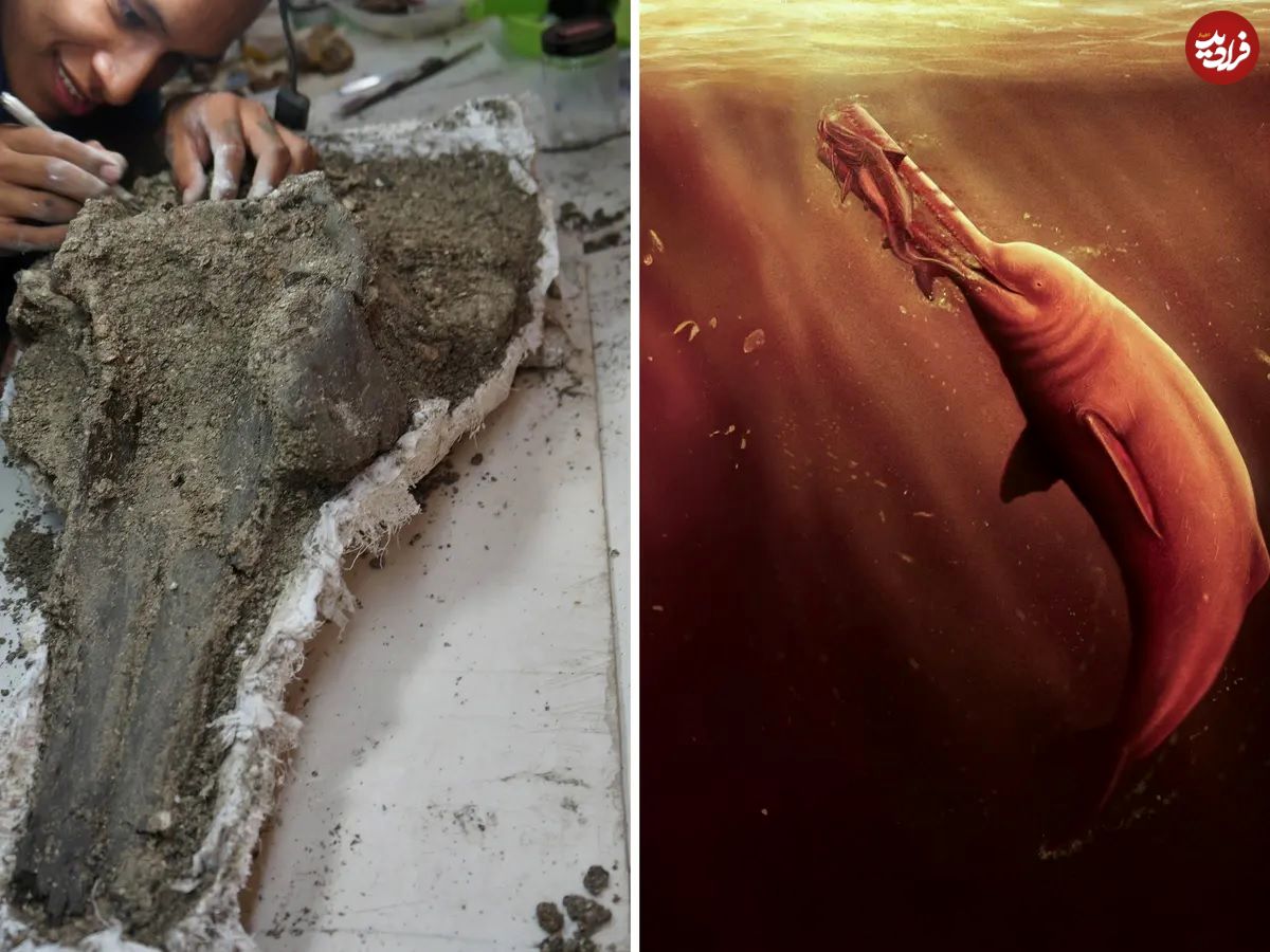 کشف جمجمه یک دلفین باستانی عظیم در آمازون