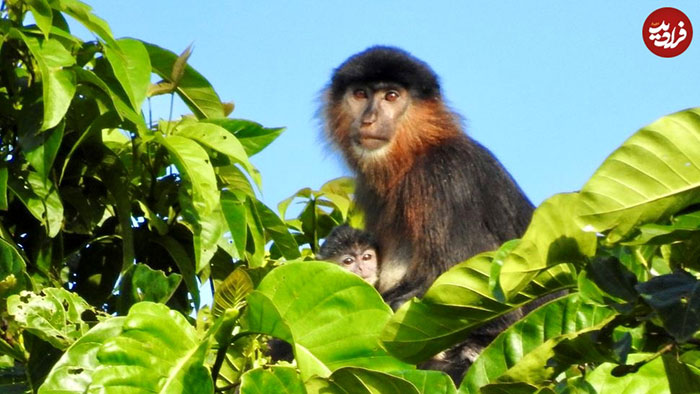 10 جانور عجیب «دورگه»؛ از میمون رازآمیز تا وُلفین 