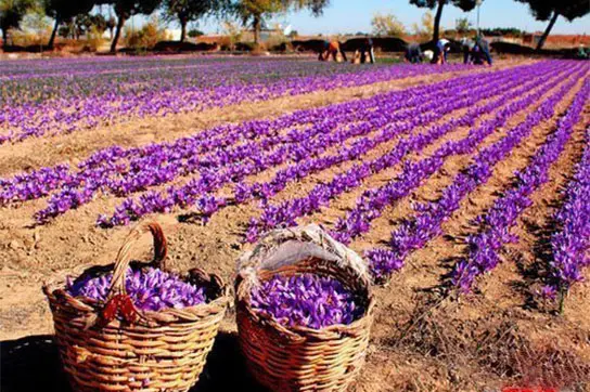 زعفران-کیلویی