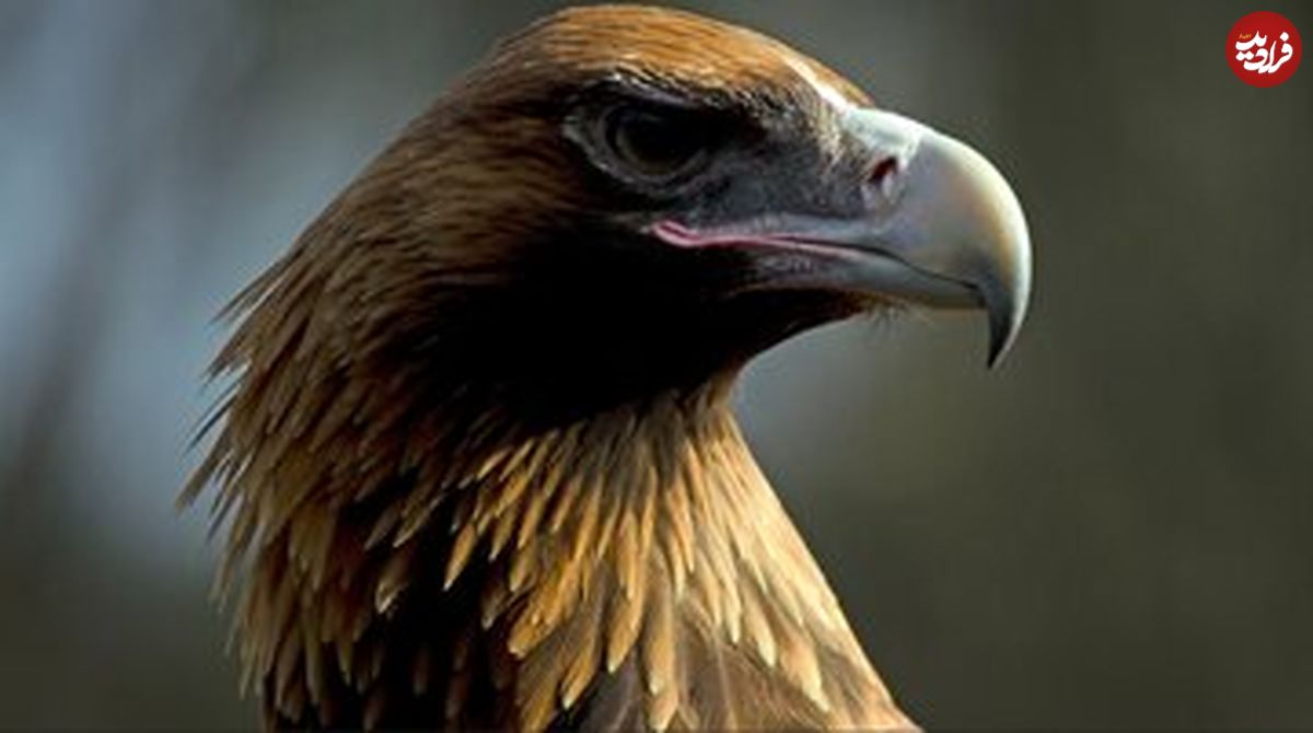 تصویری از عقابی که قادر به شکار کانگورو بود!