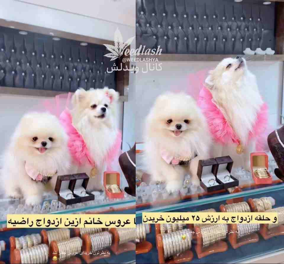 جشن عروسی میلیاردی برای دو سگ در تهران!