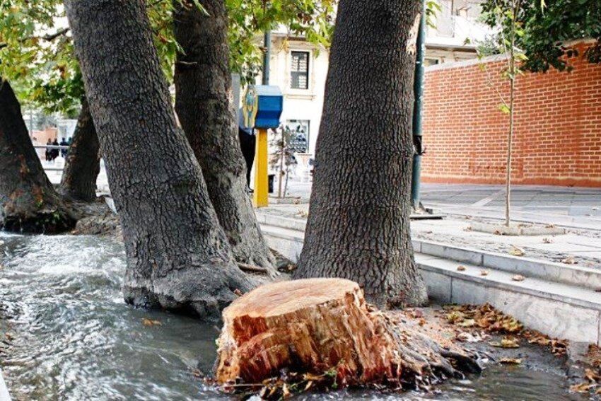 درآمد عجیب و نجومی شهرداری تهران از قطع درختان!