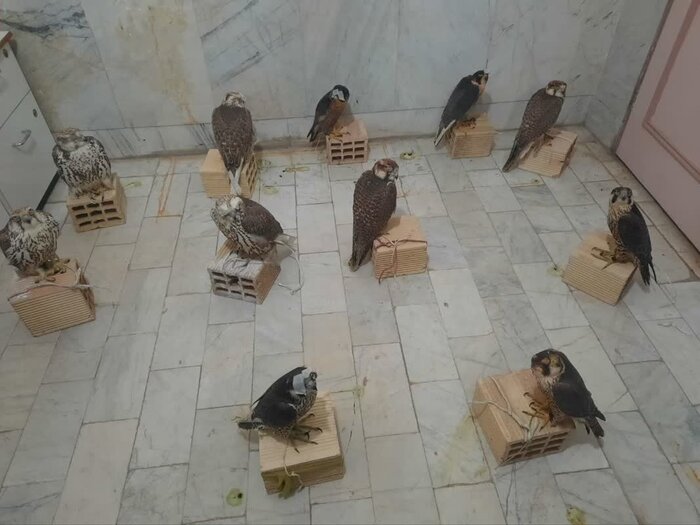 تصاویر دلخراش از قاچاق پرنده‌های شکاری در قم