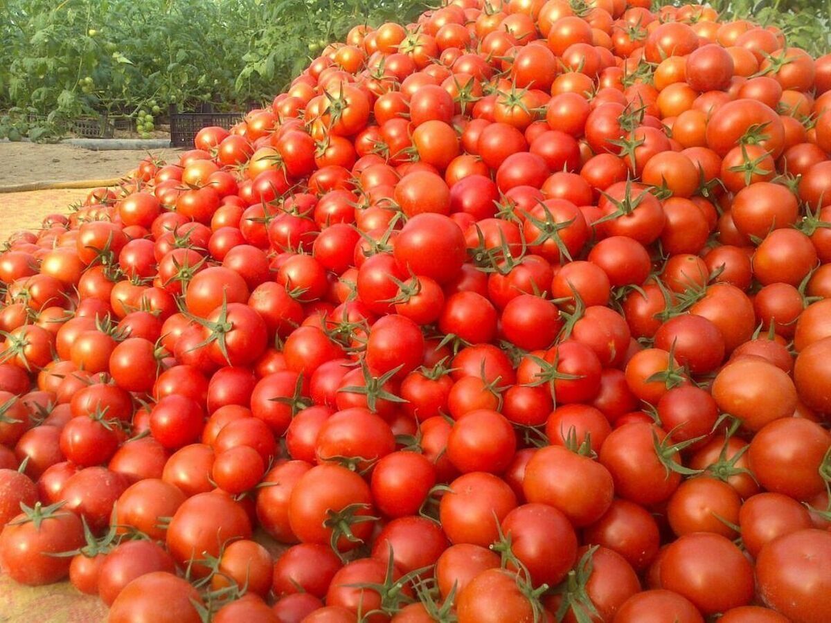 چرا گوجه فرنگی از سطح بازار جمع‌آوری شد؟