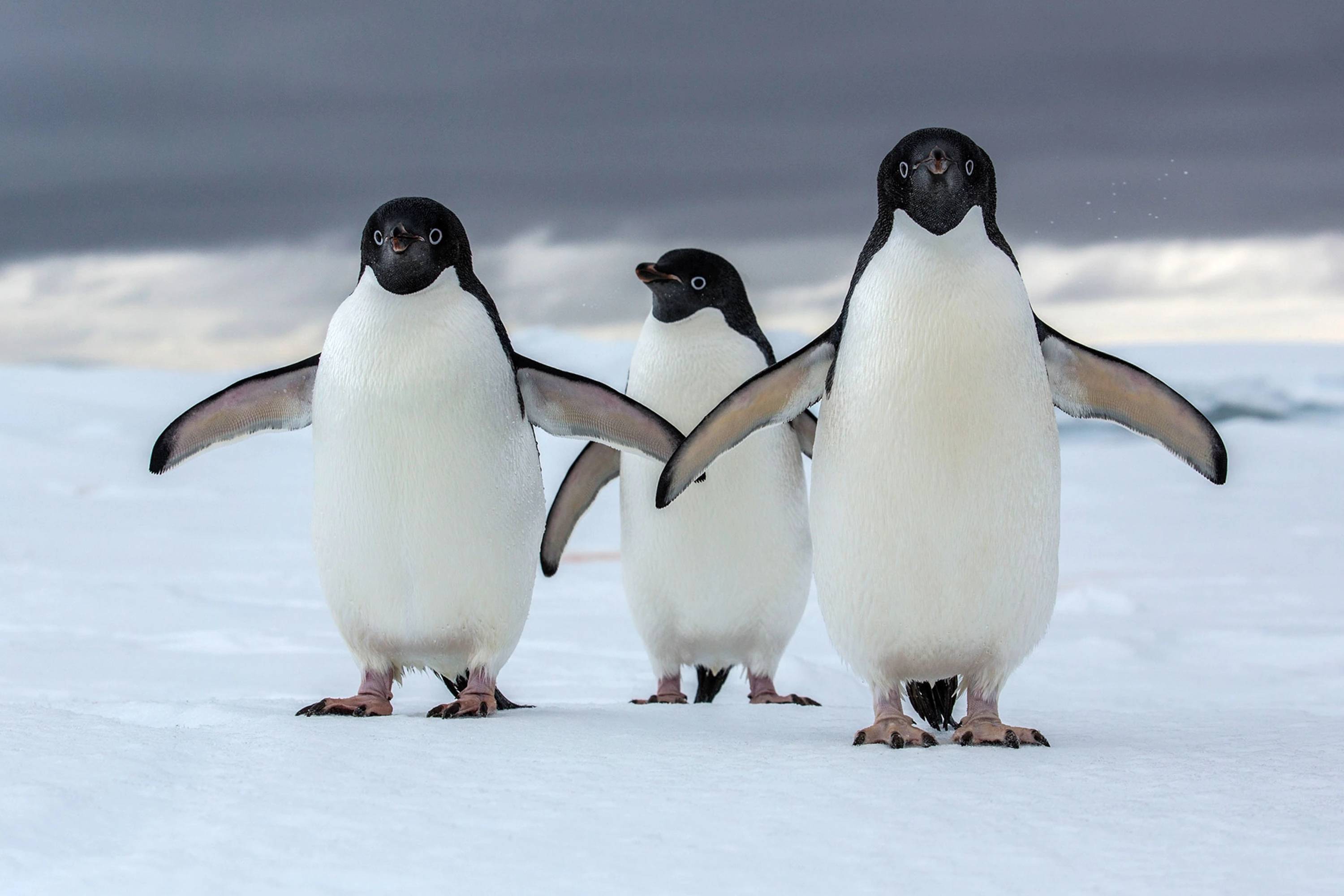 2022-8-penguins-638bb825fa7dd26f3fcaf268