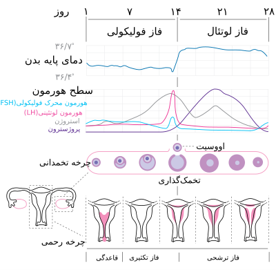 درمان تنبلی تخمدان