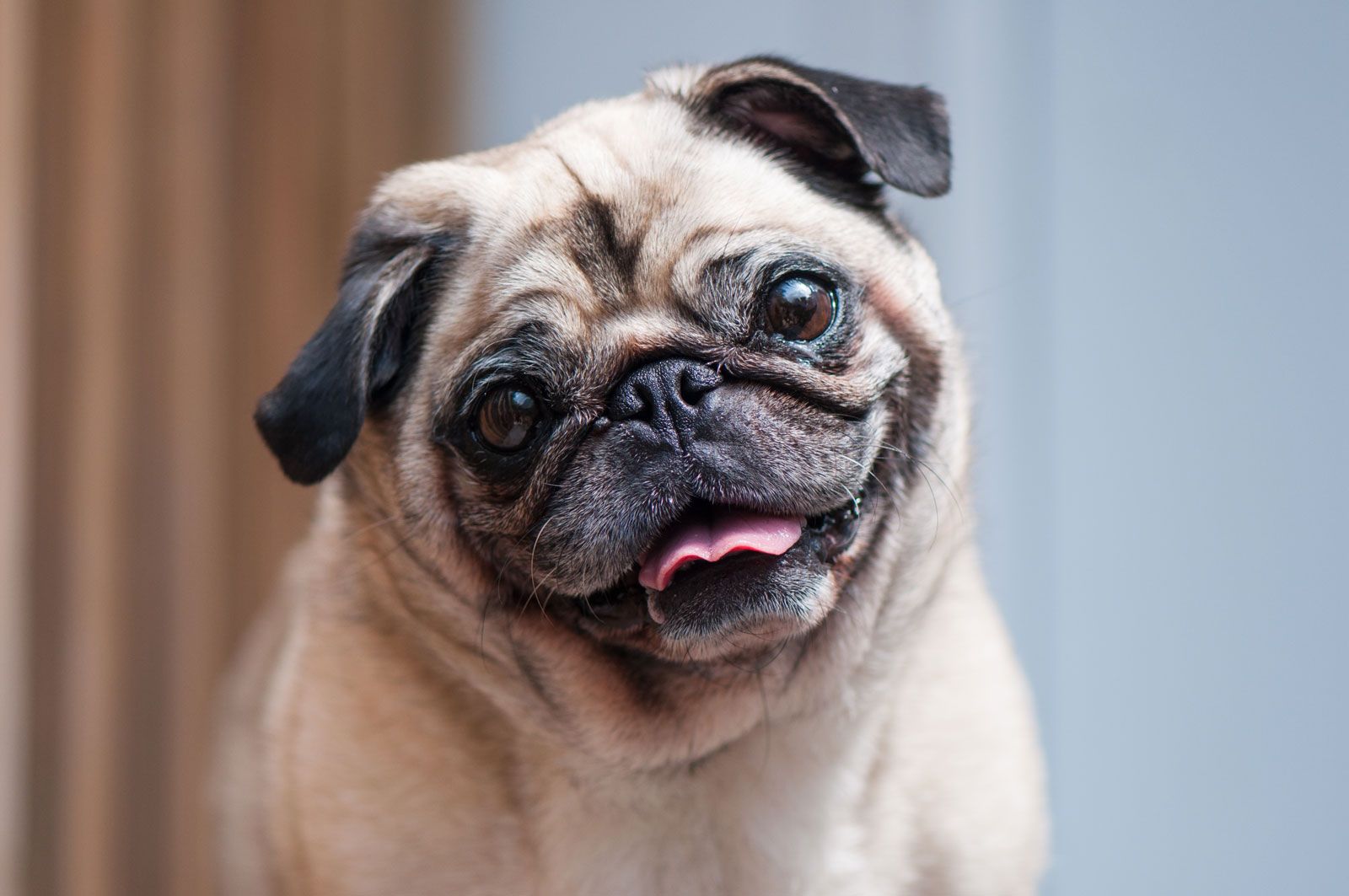 Pug-dog