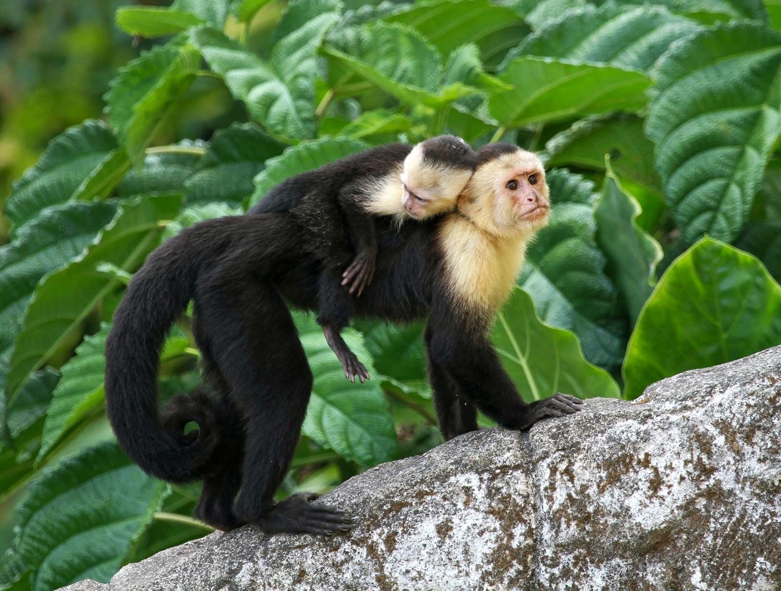 capuchin-monkey-baby
