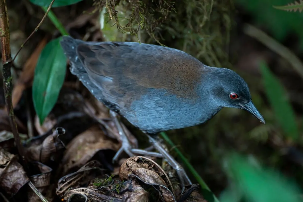 galapagos-rail-695126a64005abd2809a3be5_11zon