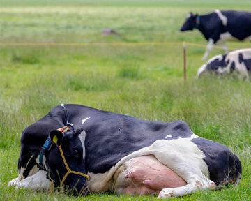قابلیت جدید و جالب‌ گاو‌ها با دستکاری ژنتیک 