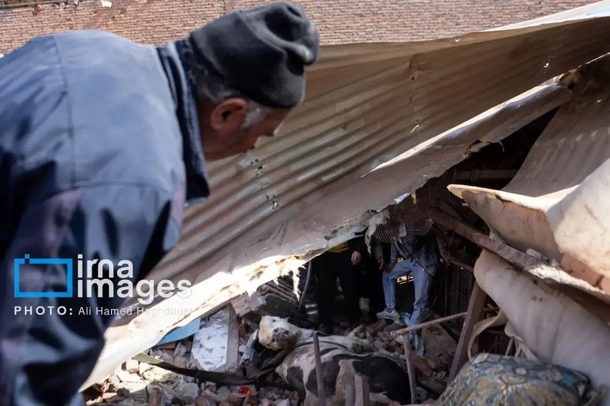 حمله+به+دامداری+خسروشهر (3)