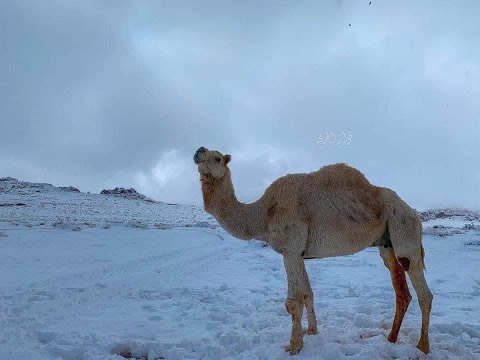 تصاویر جدیدی از عربستان که حسرت ایرانی‌ها را برانگیخت