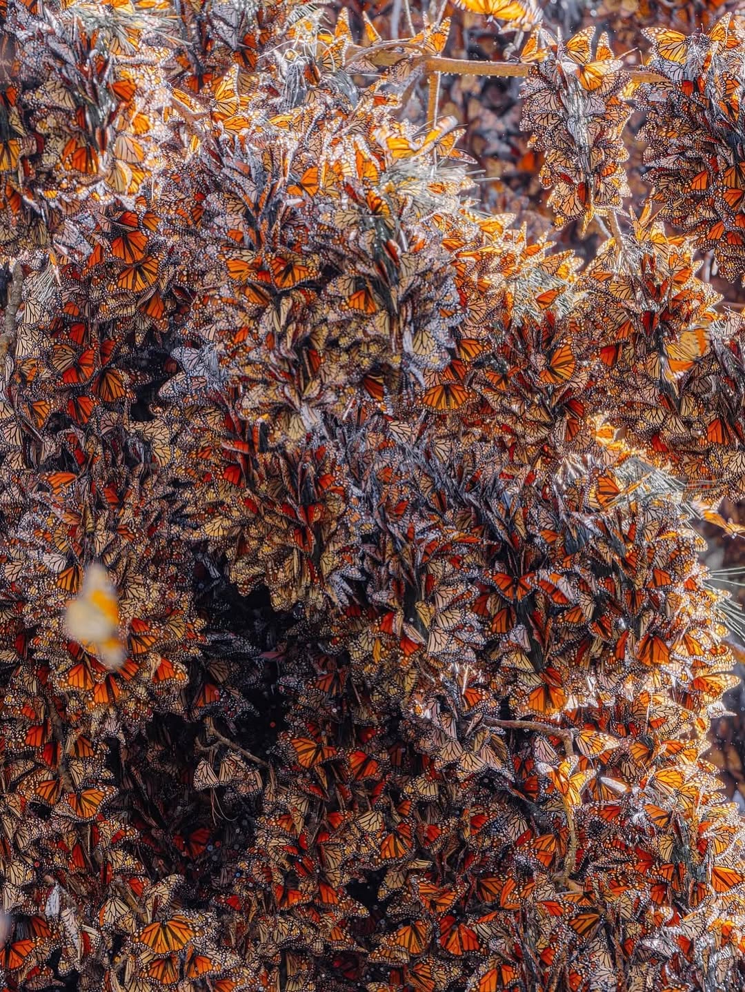 573037159_18552172066044850_7002184553635012472_n