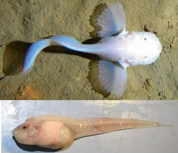 10 گونه از عجیب‌ترین و ترسناک‌ترین موجودات اعماق دریا + عکس 