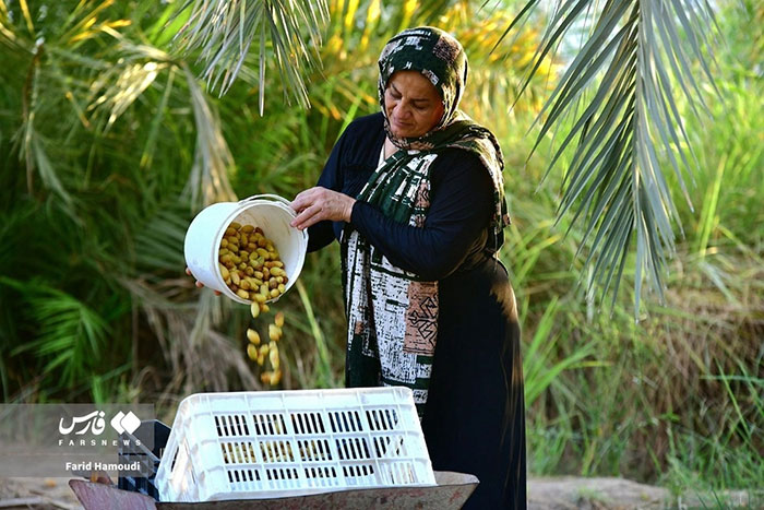 تصاویری از برداشت رُطب در فصل خرماپزان خرمشهر