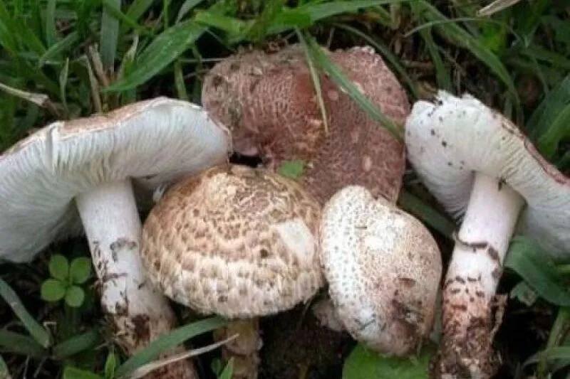 99c63117ZTp3ZWJwfGY6MjYyMTk1OC5qcGd8ZnVpOjI1MDExNzV8bDpmYXx2OjE (1)