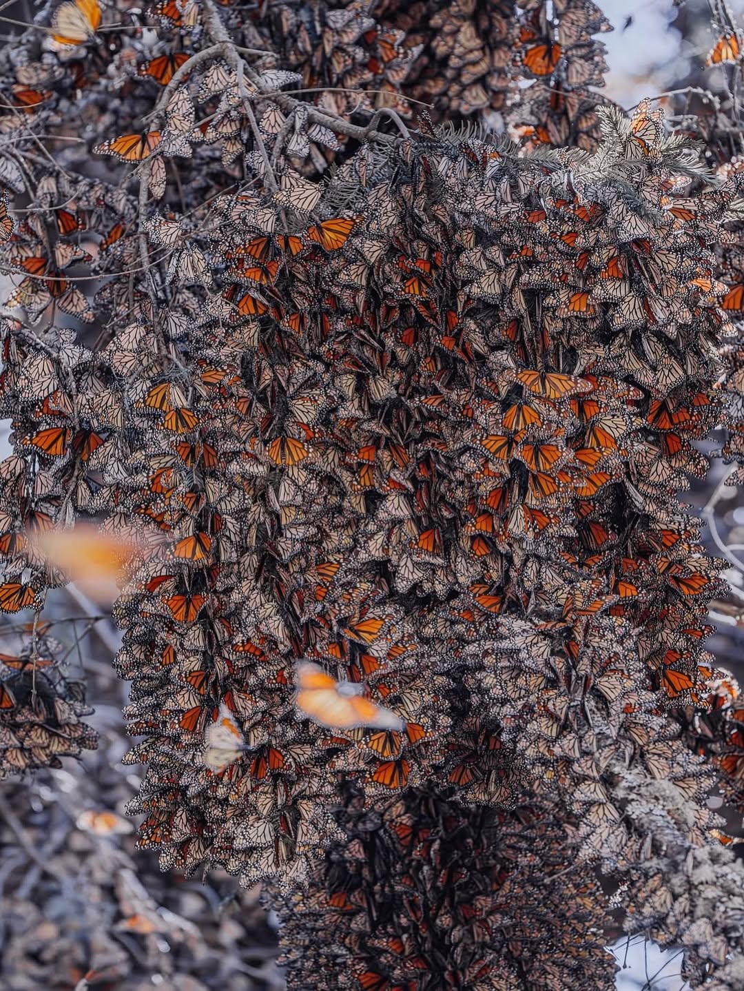 569077615_18552172048044850_4054295926920351100_n